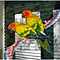 Pair-of-sun-conures-with-small-cage