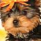 Akc-cute-male-and-female-puppies-for-adoption