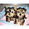 Beautiful-t-cup-yorkie-puppies-available-now-for-free