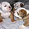 Well-tamed-english-bulldog-puppies-for-free-adoption
