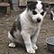 Gorgeous-siberian-husky-puppies-for-good-home