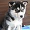 A-beautiful-siberian-husky-puppy-available