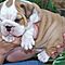 Gorgeous-english-bulldog-puppies-for-adoption
