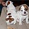 Angelic-english-bulldog-puppies-for-adoption