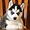 Wow-siberian-husky-puppies-available