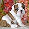 Angelic-english-bully-pups-for-adoption