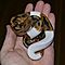 Cute-and-adorable-ball-piebald-and-albino-pythons